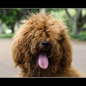 Meet your Posher, Chase